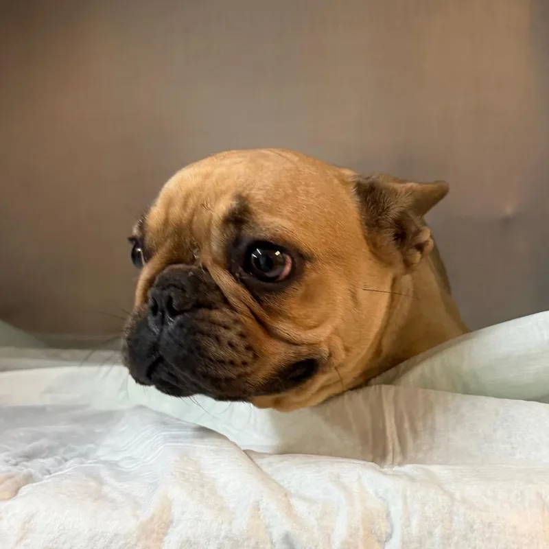 An adult small-sized female French Bulldog dog named Frenchie Toast for adoption in Edinburg, TX