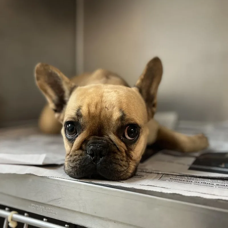 Frenchie Toast thumbnail 2