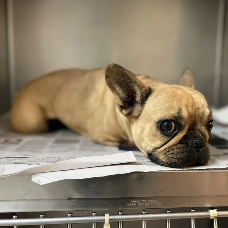 Frenchie Toast thumbnail 3