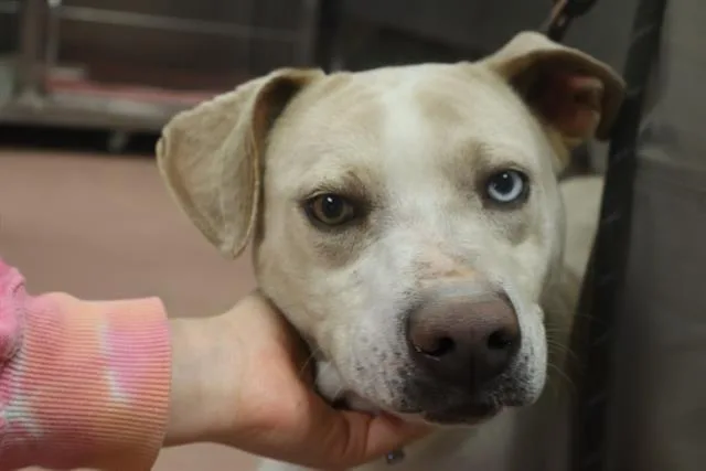 An adult large-sized female Mixed Breed dog named Aqua for adoption in Columbia, SC