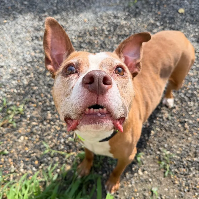 A senior large-sized male White / Cream Mixed Breed dog named Bubba for adoption in Fredericksburg, VA