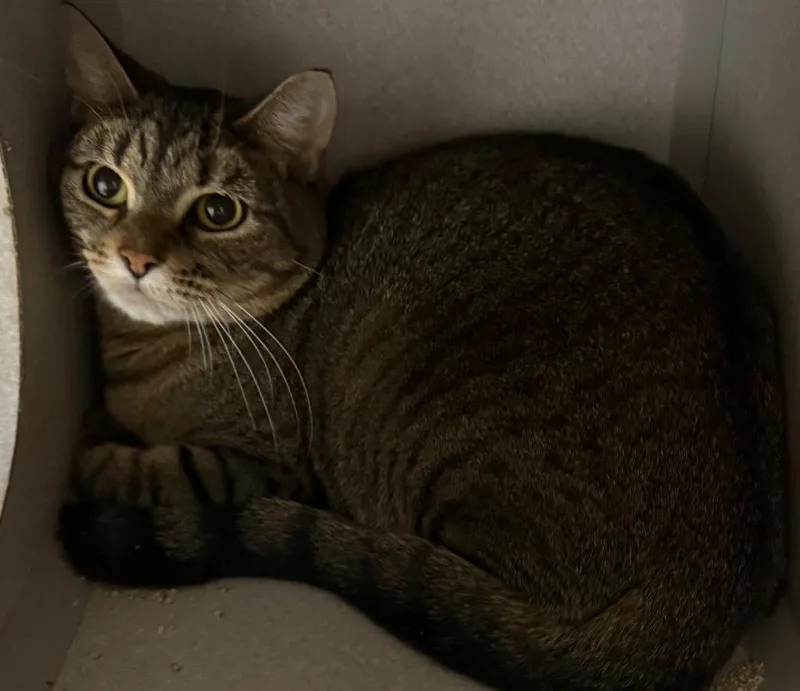 A young medium-sized female Domestic Short Hair cat named Mowry for adoption in Greencastle, IN