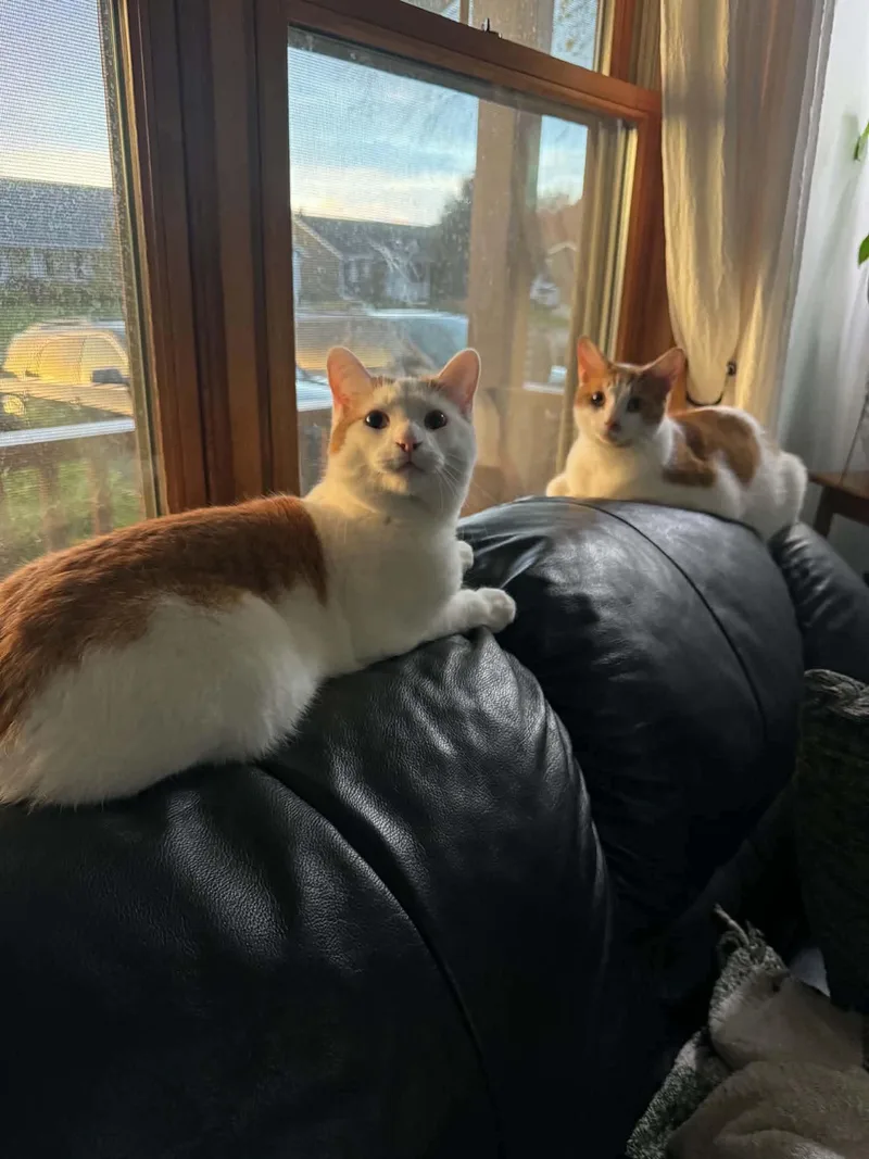 An adult small-sized male Domestic Short Hair cat named Apollo & Colby Jack for adoption in Stoughton, WI