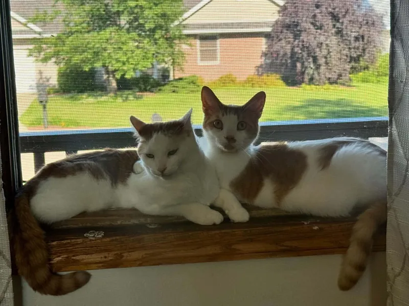 Apollo & Colby Jack thumbnail 2
