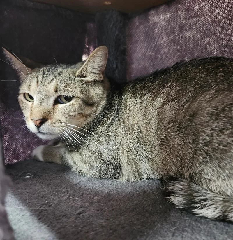 A baby medium-sized female Domestic Short Hair cat named Sweetie Missy for adoption in Peoria, AZ