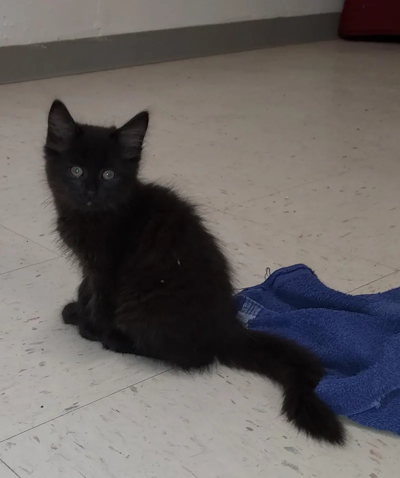 Percy