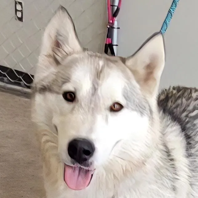 An adult medium-sized male White / Cream Mixed Breed dog named Jupiter for adoption in Las Cruces, NM