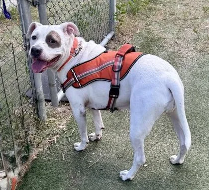 An adult medium-sized female White / Cream Pit Bull Terrier dog named Margaret for adoption in Inverness, FL