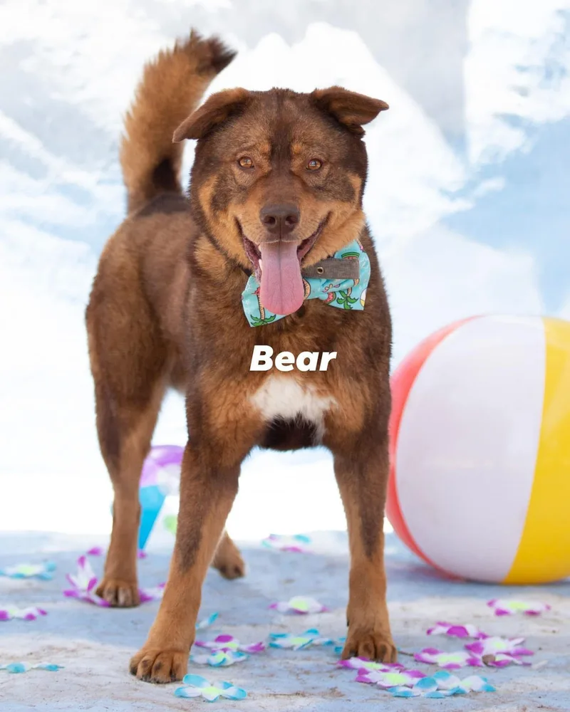 An adult medium-sized male Brown / Chocolate Shepherd dog named Bear for adoption in Tucson, AZ