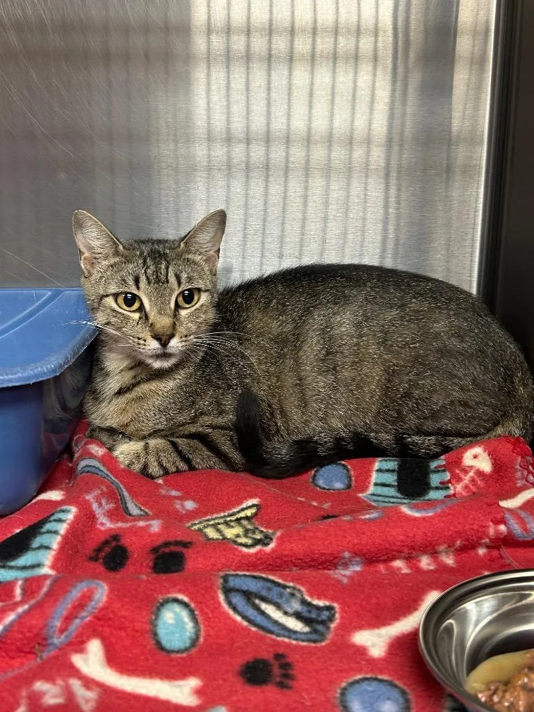 A young medium-sized female Domestic Short Hair cat named Curly for adoption in Gautier, MS