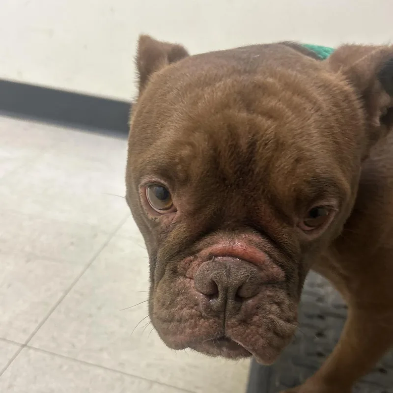 An adult medium-sized female Brown / Chocolate Mixed Breed dog named Blossom for adoption in Philadelphia, PA