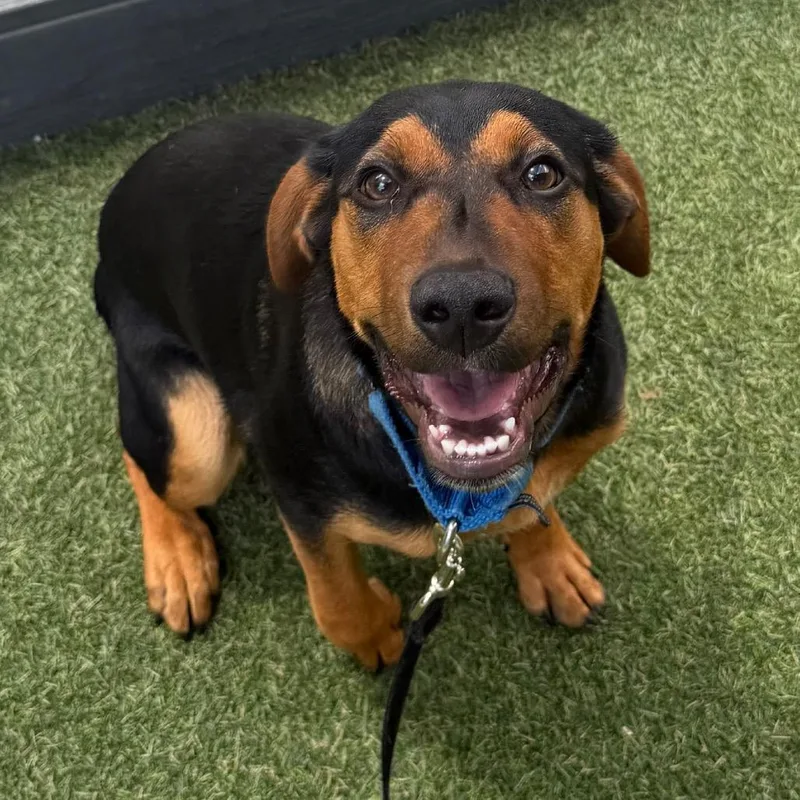 A baby medium-sized female Black Mixed Breed dog named Tater Tot for adoption in Asheville, NC