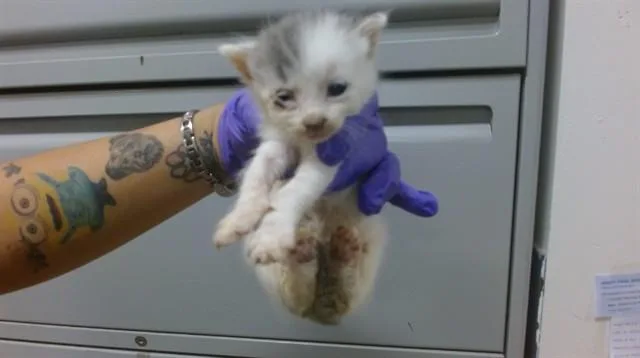 A baby small-sized female Domestic Short Hair cat named Chichi for adoption in Miami, FL