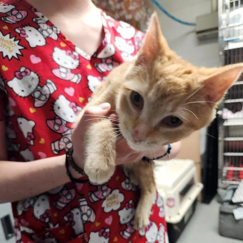 Girl Todd thumbnail 3