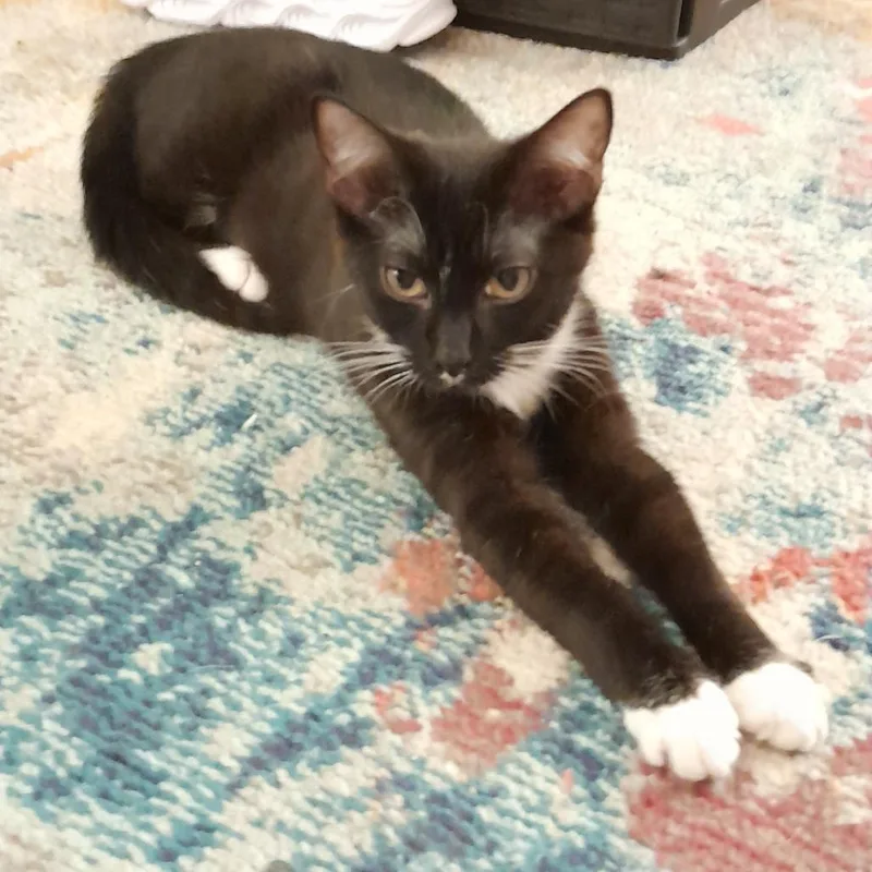 Girl Todd thumbnail 5