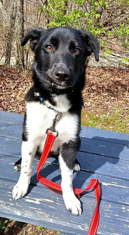 A young medium-sized male Black Labrador Retriever dog named Bubba for adoption in Pegram, TN