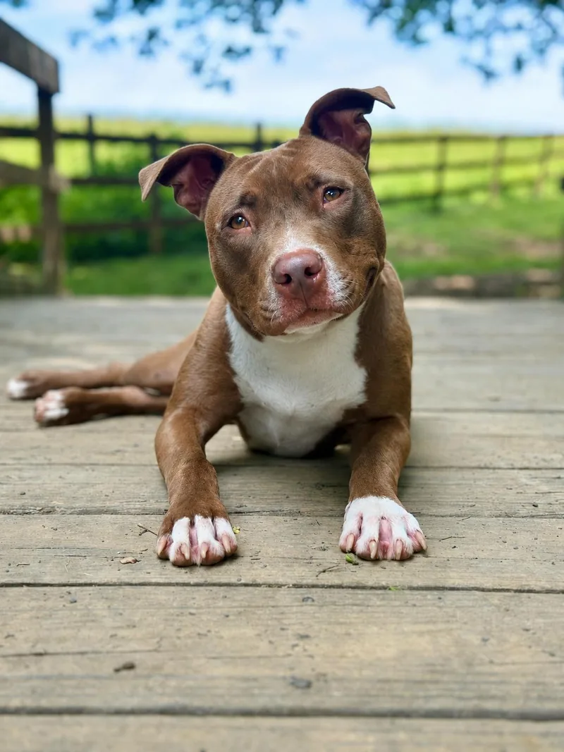 A young medium-sized male Brown / Chocolate American Staffordshire Terrier dog named Prince for adoption in POTOMAC, MD