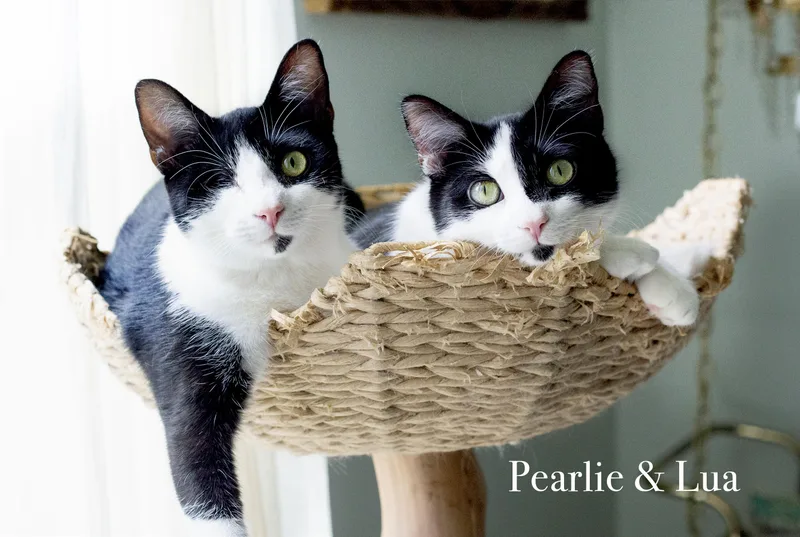 Pearlie and Lua thumbnail 4