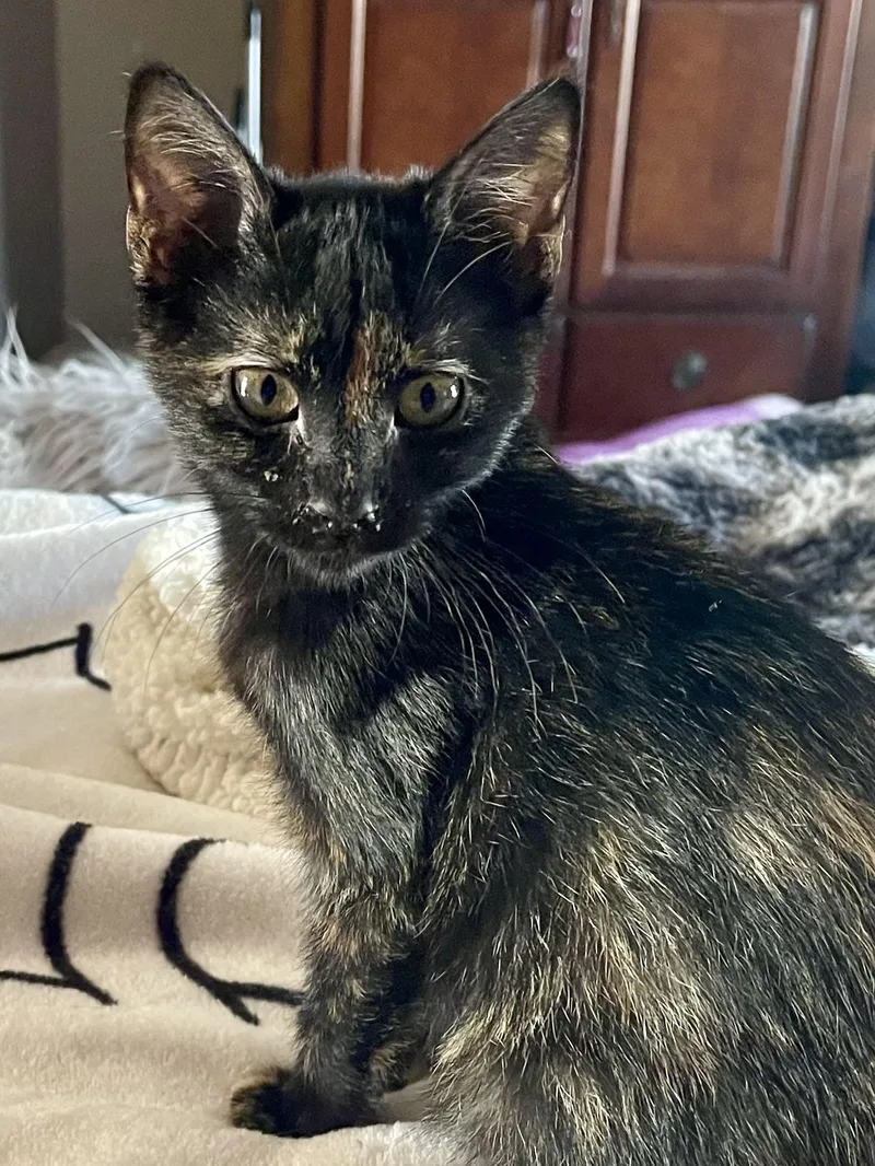 Chardonney thumbnail 2