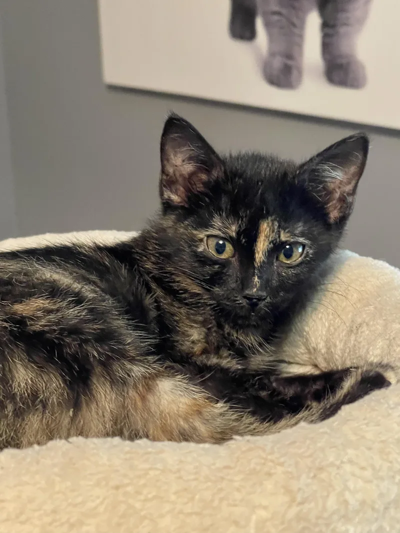 Chardonney thumbnail 4