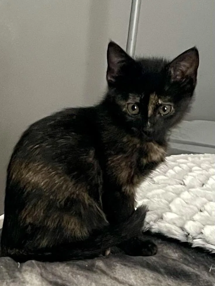 Chardonney thumbnail 5