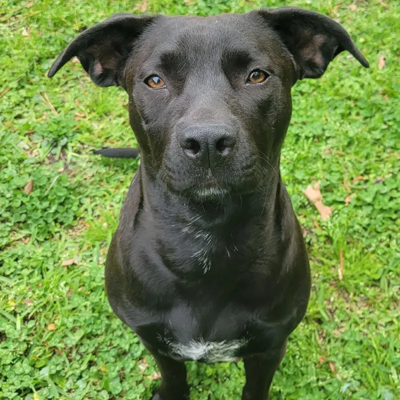 A young medium-sized female Black Labrador Retriever dog named Autumn for adoption in Beulaville, NC