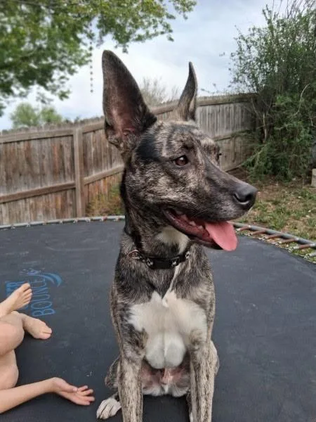 A young medium-sized male Australian Kelpie dog named Bartok for adoption in Westminster, CO