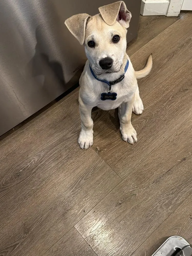 A baby small-sized male Great Pyrenees dog named Herbie for adoption in Colorado Springs, CO