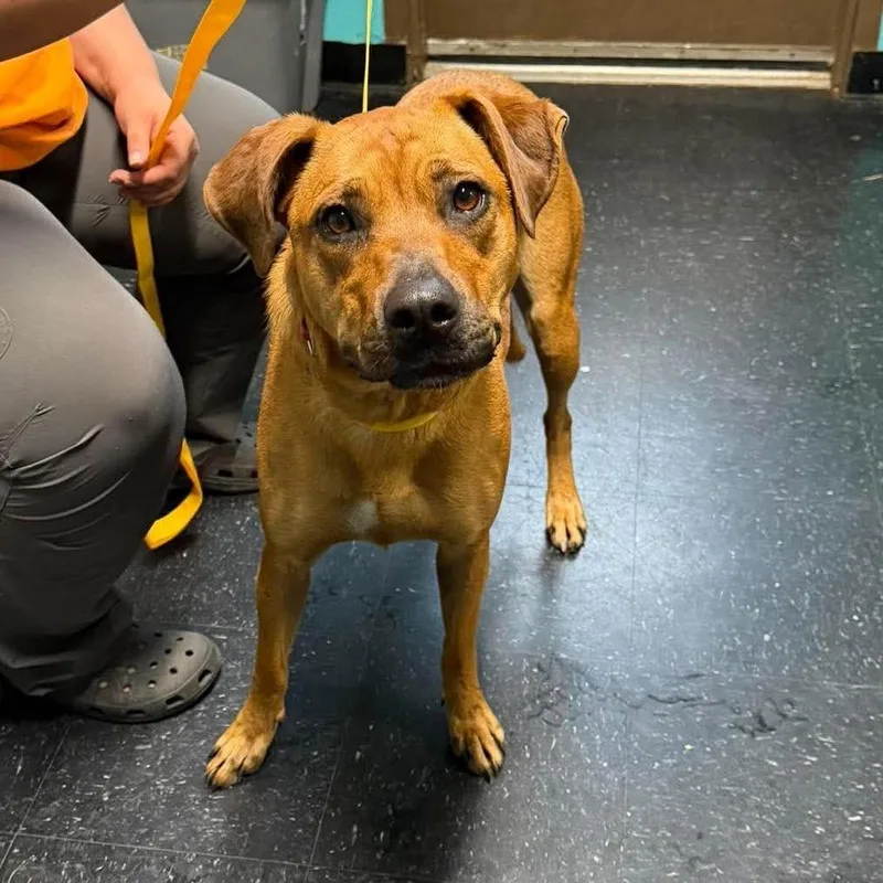 A young medium-sized female Shepherd dog named Zillow for adoption in Shinnston, WV