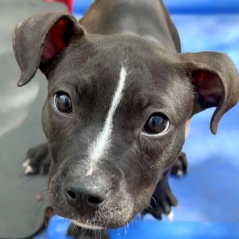 A baby medium-sized female Black Chihuahua dog named Amy for adoption in Columbia, MD