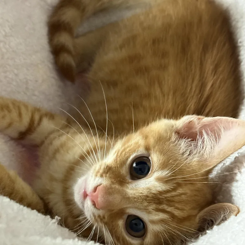 A baby small-sized male Orange / Red Domestic Short Hair cat named Hefty for adoption in Johnson City, TN