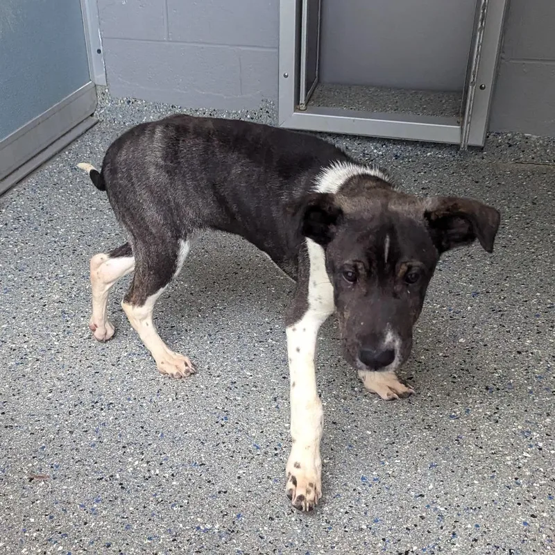 A baby small-sized male Black Pit Bull Terrier dog named Cocktail Hour for adoption in Charlottesville, VA