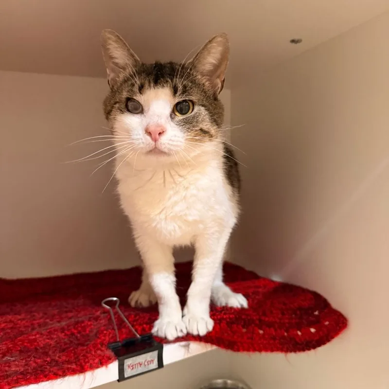 An adult medium-sized female White Domestic Short Hair cat named Bibble for adoption in Saint Charles, MO