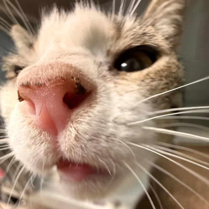 Bibble thumbnail 4