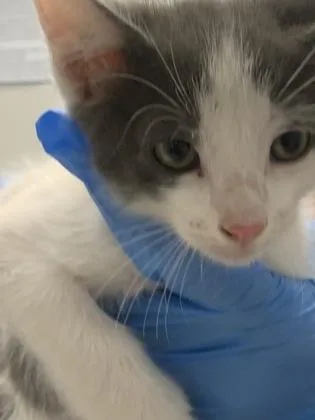 An adult small-sized male Domestic Short Hair cat named Scarecrow for adoption in Shreveport, LA