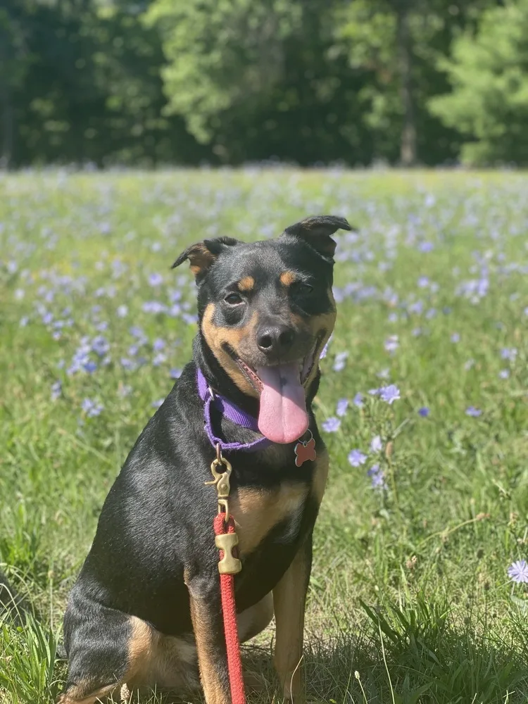 A senior medium-sized male Brown / Chocolate Labrador Retriever dog named Ace Of Hearts for adoption in Boston, MA