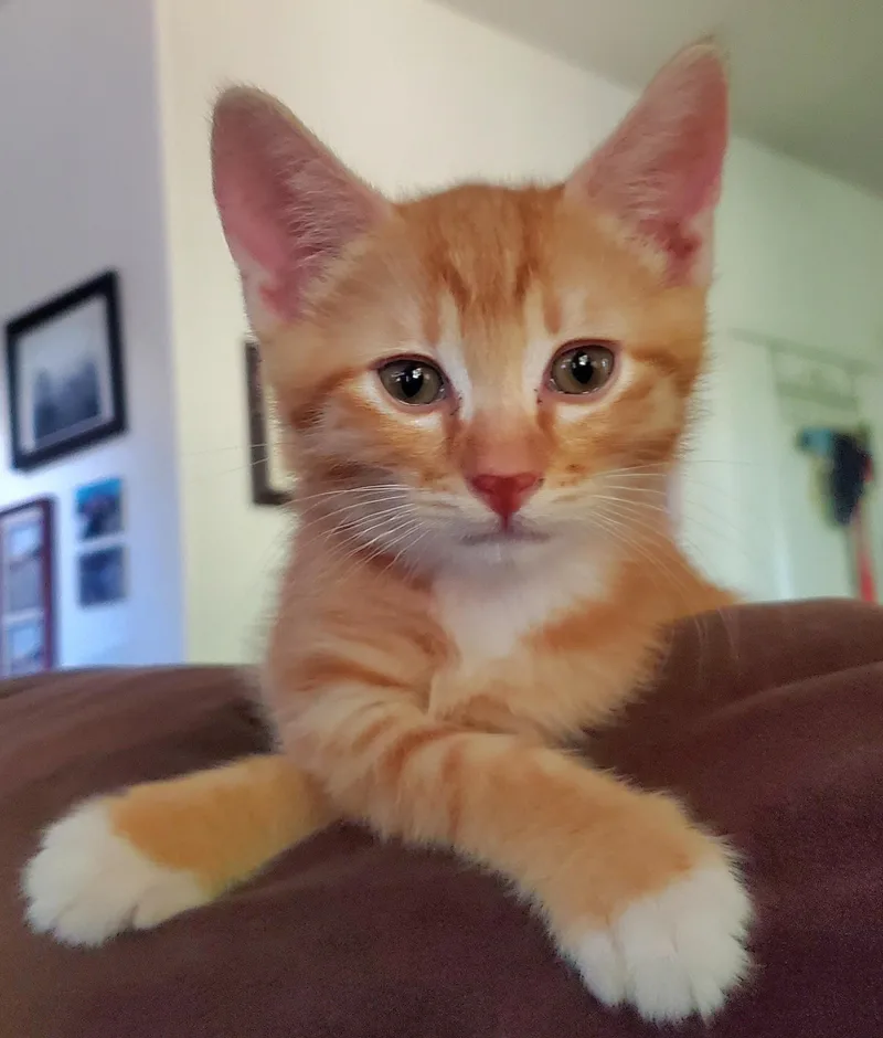 A baby medium-sized male Orange & White Tabby cat named Ricky for adoption in Springfield, OR