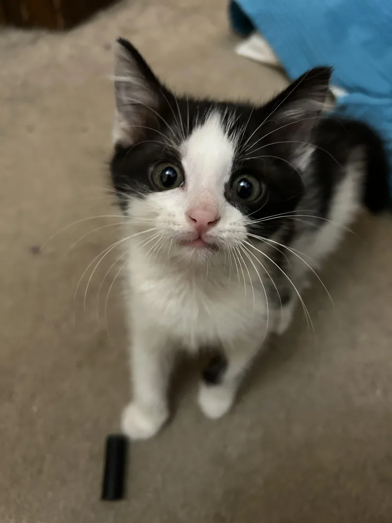 A baby small-sized male Black & White / Tuxedo Domestic Short Hair cat named Oreo for adoption in Columbia, MO