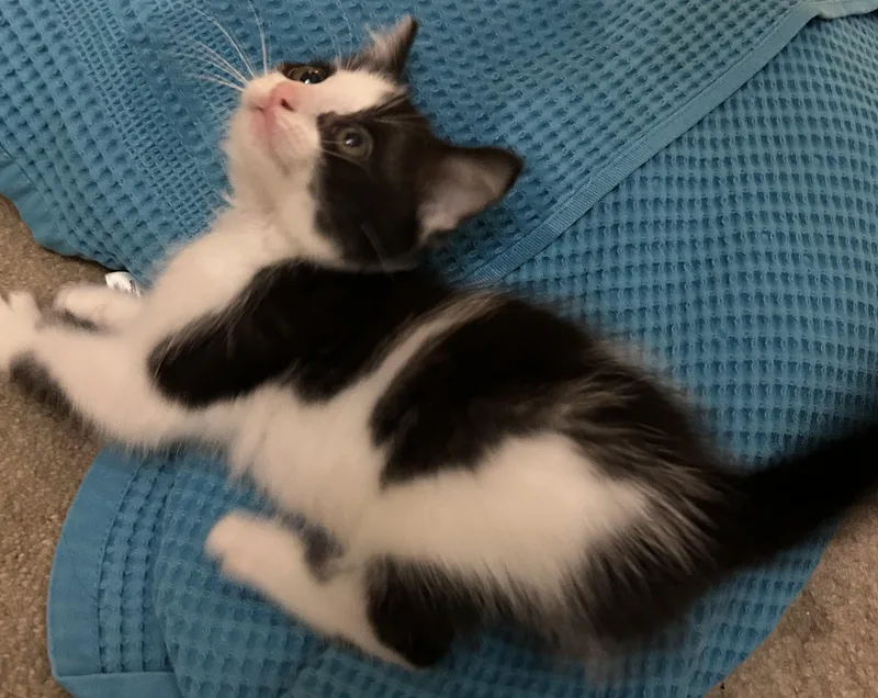 Oreo thumbnail 4