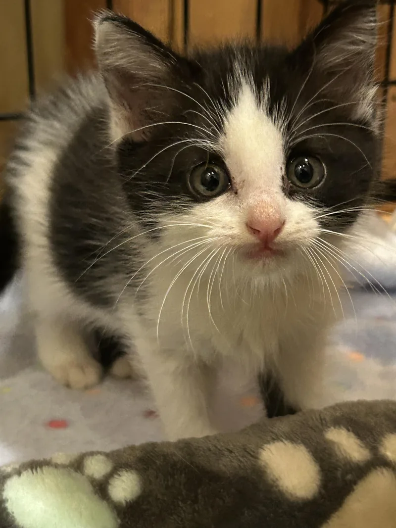 Oreo thumbnail 6