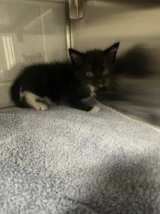 A baby small-sized male Domestic Short Hair cat named Atticus for adoption in Gastonia, NC