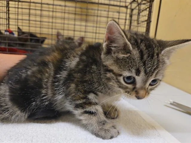 A baby small-sized female Domestic Short Hair cat named Meagan for adoption in Tustin, CA