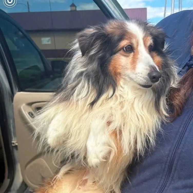 An adult small-sized female Sable Shetland Sheepdog / Sheltie dog named Heidi for adoption in Normal, IL