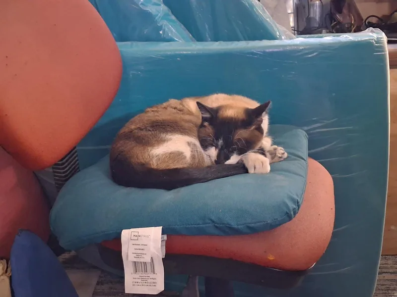 A young medium-sized female Siamese cat named Maya for adoption in Williamsburg, NM