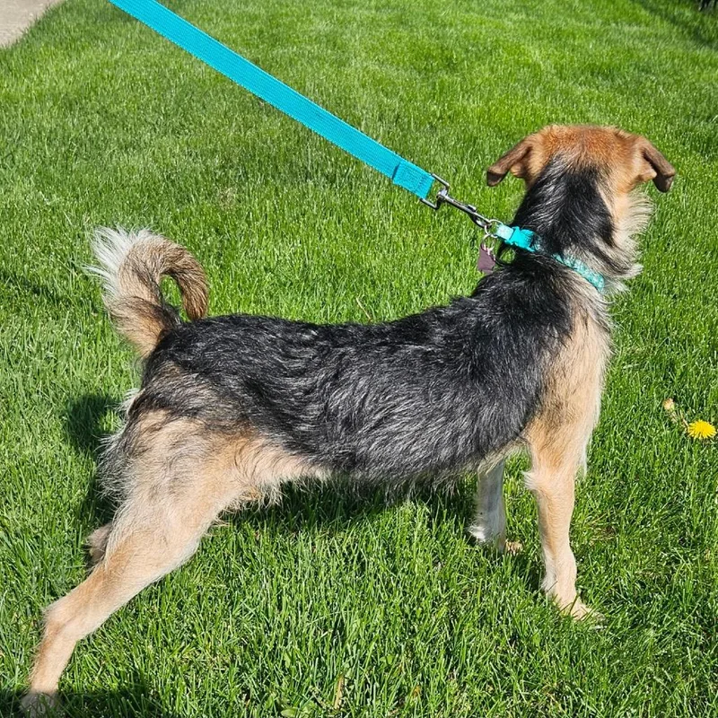 A young small-sized female Brown / Chocolate Yorkshire Terrier dog named Anabeth for adoption in Saint John, IN