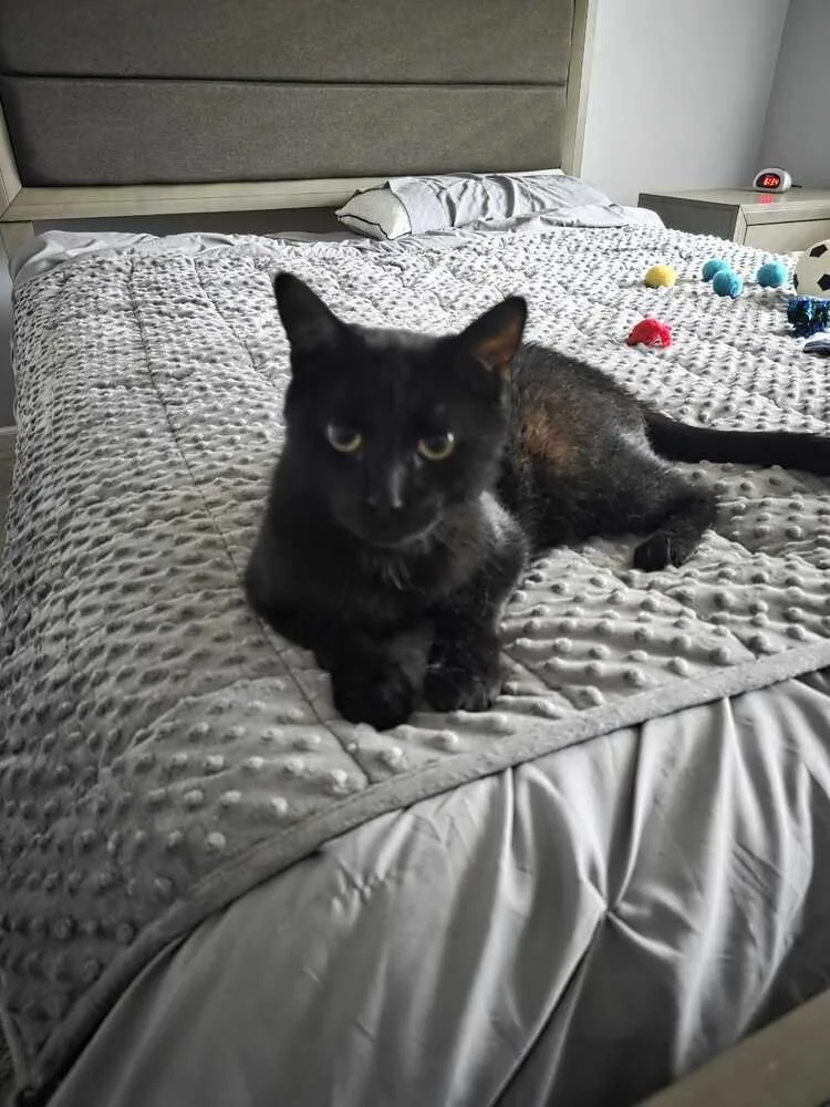 An adult medium-sized male Black Domestic Short Hair cat named Adidas for adoption in Milltown, NJ