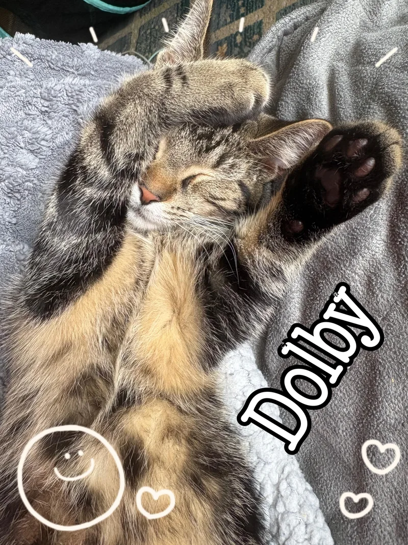 A baby medium-sized female Tabby (Brown / Chocolate) Tabby cat named Dolby for adoption in Wyandotte, MI