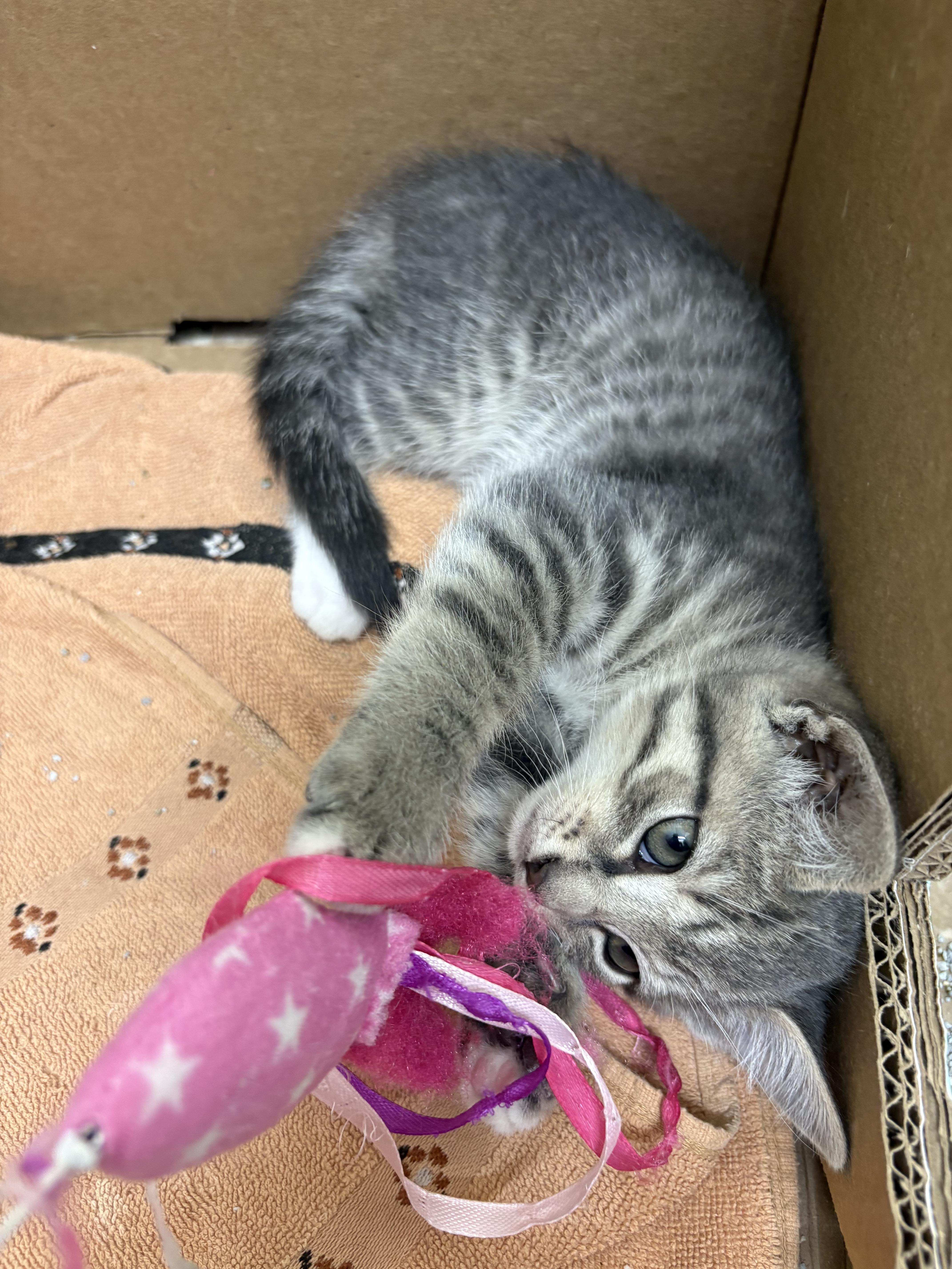 A baby medium-sized male Tabby (Gray / Blue / Silver) Tabby cat named Rd for adoption in Kenhorst, PA