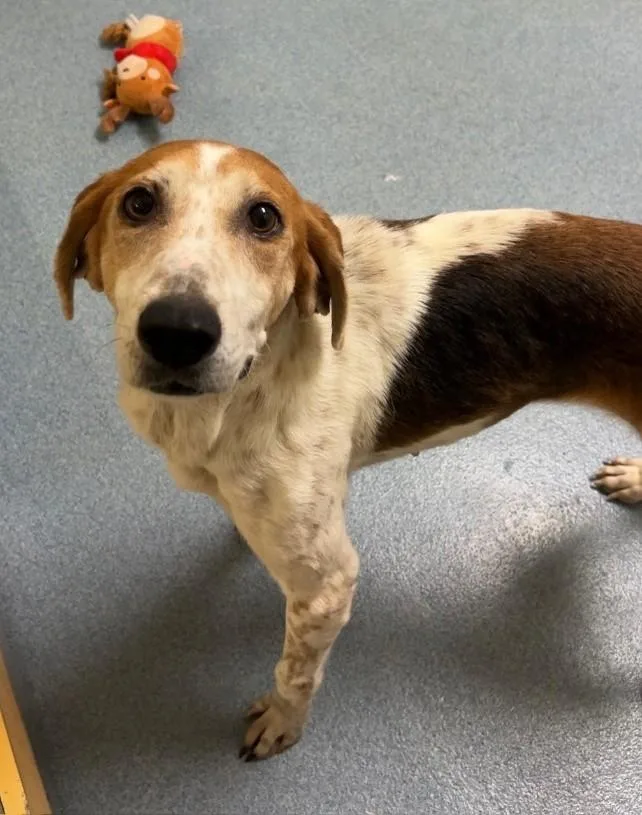 An adult medium-sized female Tricolor (Brown, Black, & White) Hound dog named Daisy for adoption in Suffolk, VA