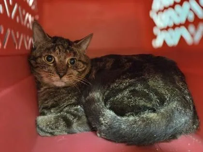 An adult large-sized male Domestic Short Hair cat named Rutile for adoption in Westland, MI